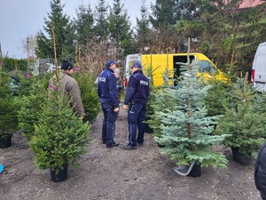 Policjanci kontrolują sprzedaż żywych choinek